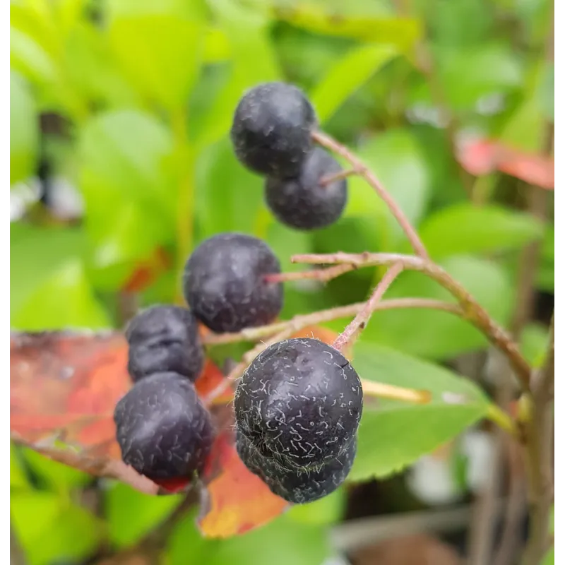 Aronia arbutifolia 'Brilliant' / Aronie à feuilles d'arbousier / Godet / Fruitier
