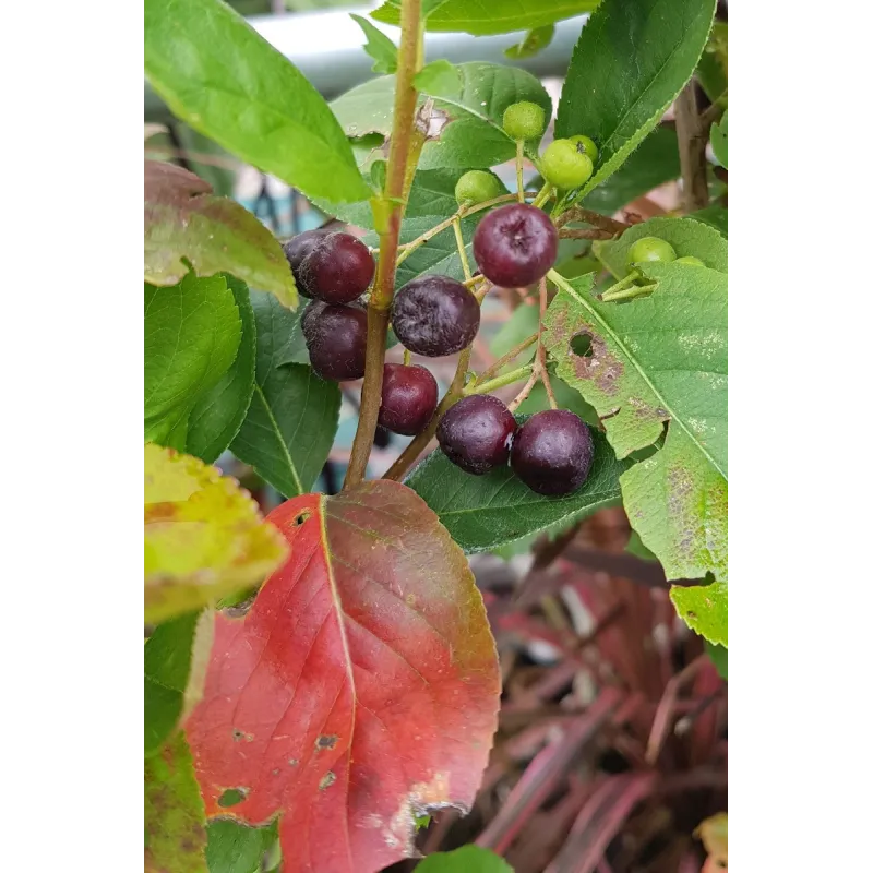 Aronia mitschurini 'Amit'' / Aronie de Mitchourine / Godet / Fruitier