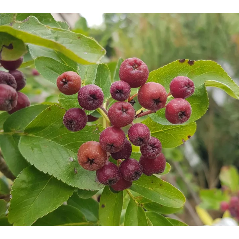 Sorbus fallax 'Burka' / Godet / Fruitier