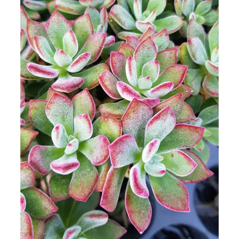 Echeveria pulvinata DEVOTION 'BCEC12001' / Godet / Succulente