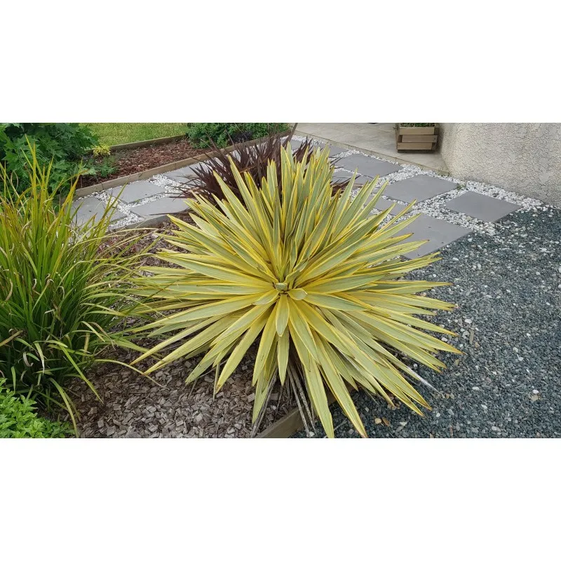 Yucca gloriosa 'Citrus Twist'® / Dague espagnol panaché / Godet