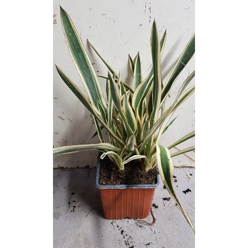 Yucca flaccida 'Ivory Towers' / Yucca herbe à soie / Godet