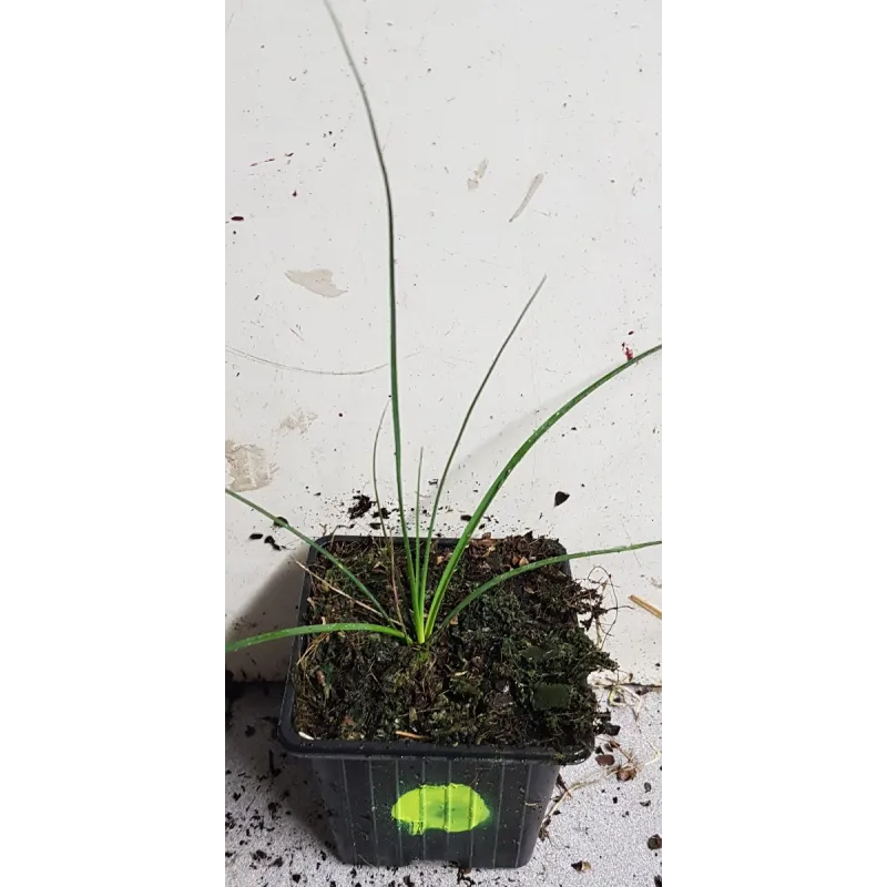 Nolina parviflora / Godet