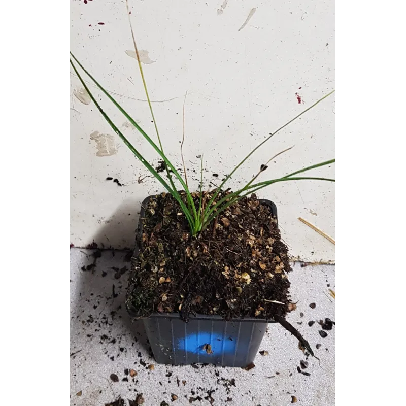 Nolina microcarpa / Herbe aux ours / Godet