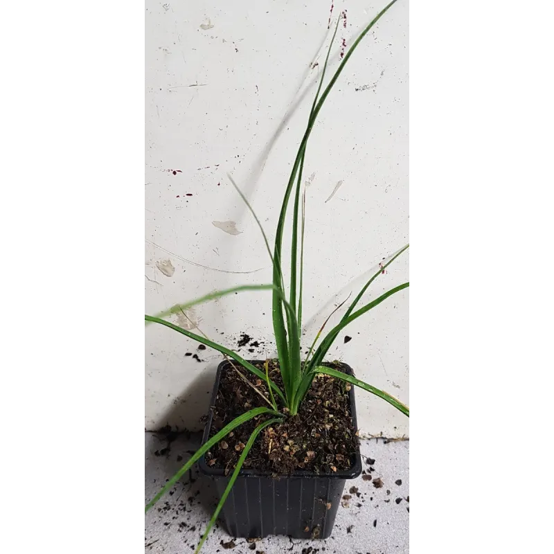 Nolina longifolia / Godet