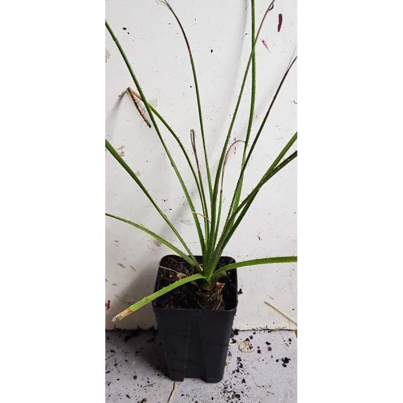 Dasylirion texanum / Sotol du Texas / Godet