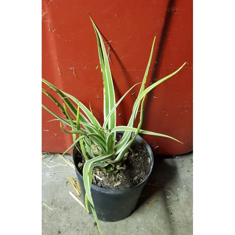 Agave bracteosa cv albomarginata 'Monterrey frost' / Conteneur de 1 à 1.9 litres