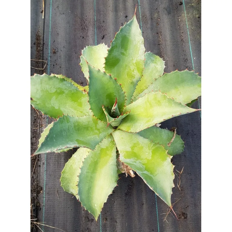Agave cupreata / Agave cuivré / Conteneur de 2 à 2.9 litres