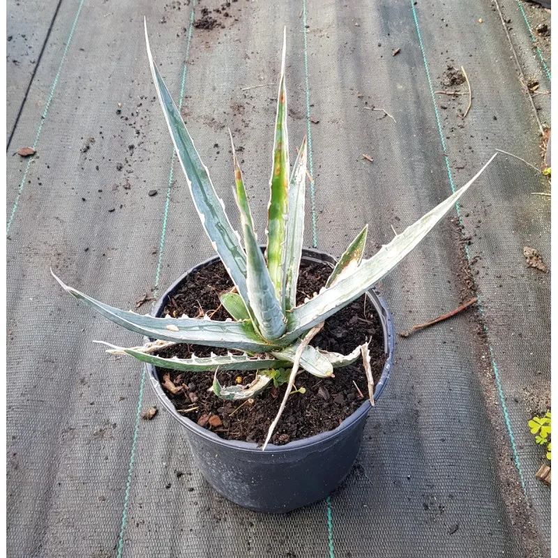 Agave xylonacantha 'Blue Form' / Agave à feuilles de soie/ Conteneur de 2 à 2.9 litres