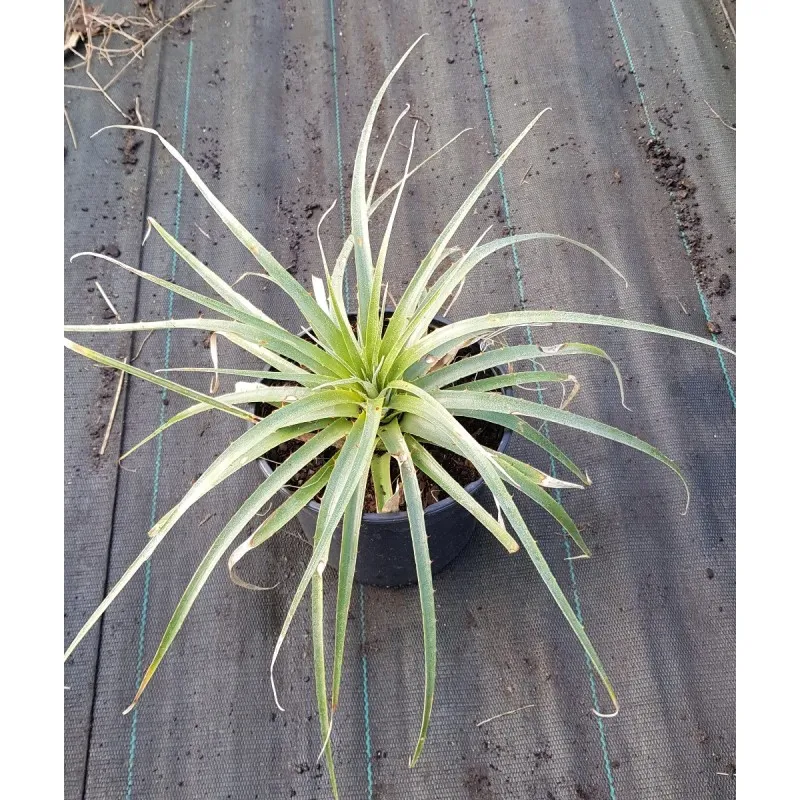 Puya raimondii / Broméliacée des Andes / Conteneur de 2 à 2.9 litres / Orchidée