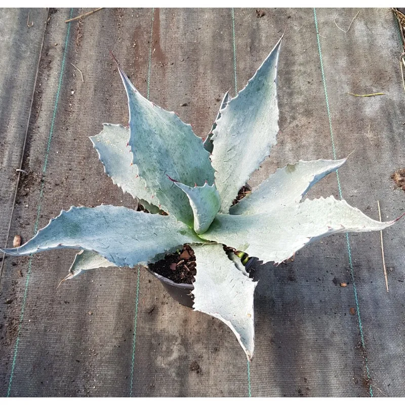 Agave americana subsp protoamericana 'Blue' / Agave d'Amérique bleu / Conteneur de 2 à 2.9 litres