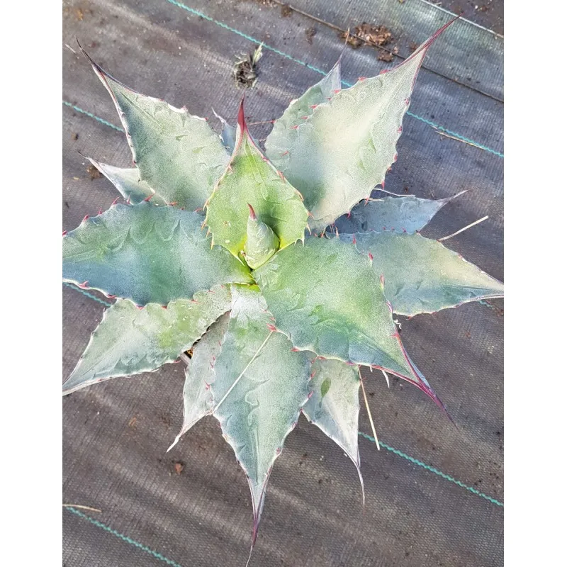 Agave americana 'Toliman Blue' (Fort) / Agave d’Amérique bleu / Conteneur de 2 à 2.9 litres
