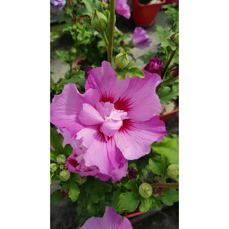 Hibiscus syriacus Eruption® 'Mineru'/ Althéa rose violacé / Conteneur de 7 à 10 litres
