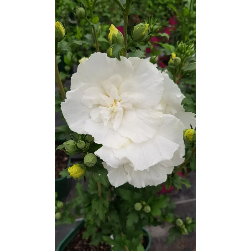Hibiscus syriacus White Chiffon® 'Notwoodtwo'/ Althéa blanche crème / Conteneur de 7 à 10 litres / Demi-tige