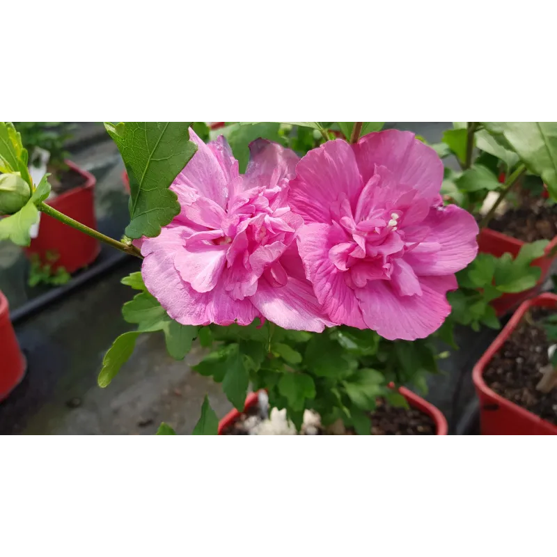 Hibiscus syriacus Magenta Chiffon® 'RWOODS5'/ Althéa magenta rosé / Conteneur de 7 à 10 litres / Demi-tige