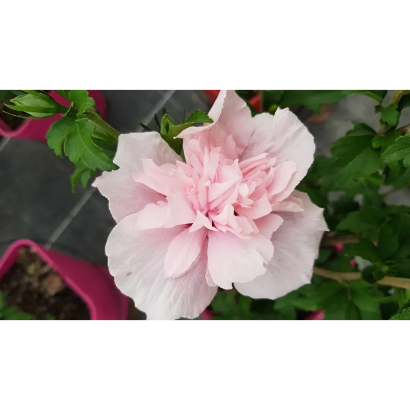 Hibiscus syriacus Pink Chiffon® 'Jwnwood4'/ Althéa rose frais légèrement veiné de rouge / Conteneur de 7 à 10 litres