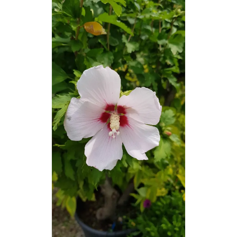 Hibiscus syriacus 'Hamabo' / Althéa blanc rosé à cœur rouge / Conteneur de 3 à 4 litres