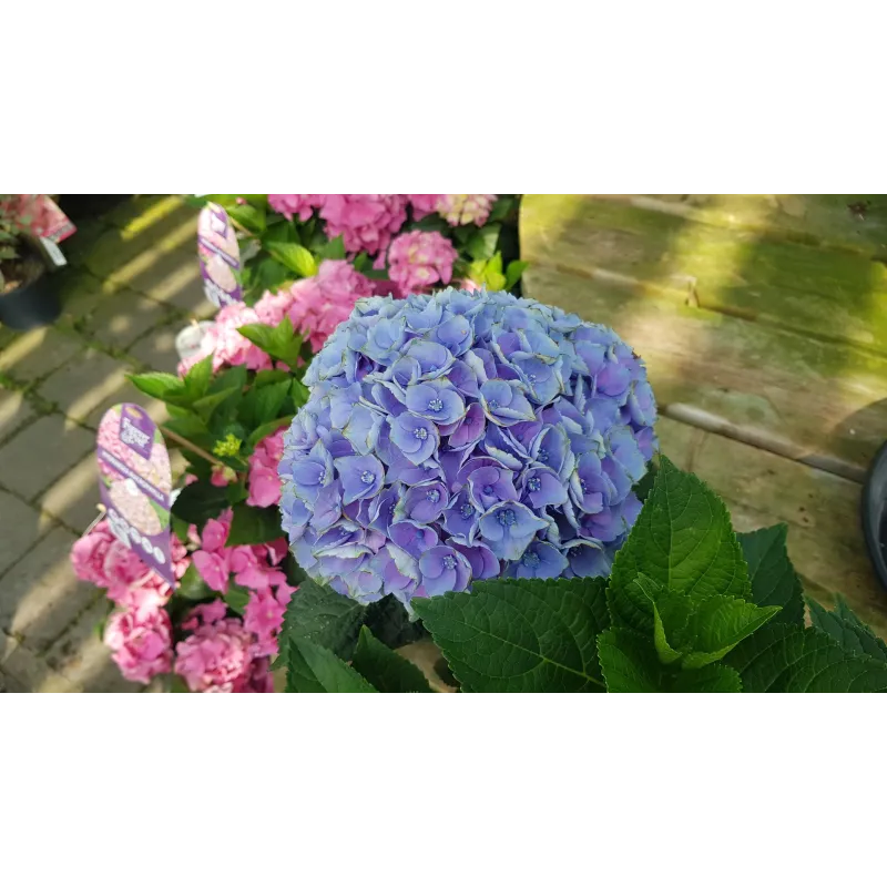 Hydrangea macrophylla 'Bleu' / Hortensia Bleu / Conteneur de 3 à 4 litres