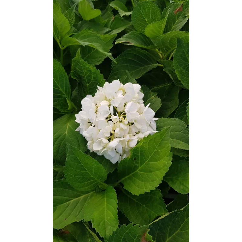 Hydrangea macrophylla 'Blanc' / Hortensia Blanc / Conteneur de 3 à 4 litres