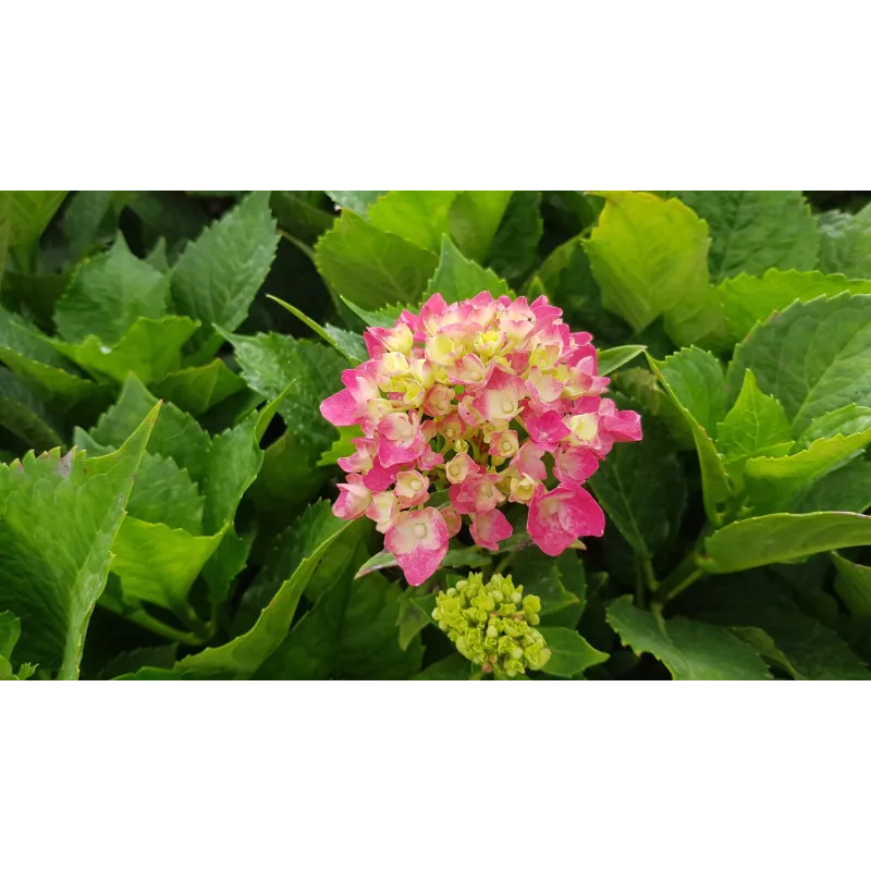 Hydrangea macrophylla 'Rose' / Hortensia Rose / Conteneur de 7 à 10 litres