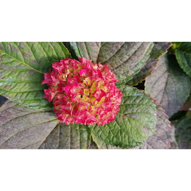 Hydrangea macrophylla 'Rouge' / Hortensia Rouge / Conteneur de 3 à 4 litres