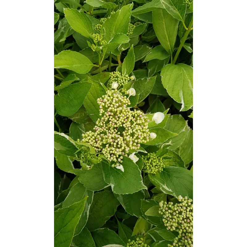 Hydrangea macrophylla 'Tricolor' / Hortensia Tricolor / Conteneur de 3 à 4 litres