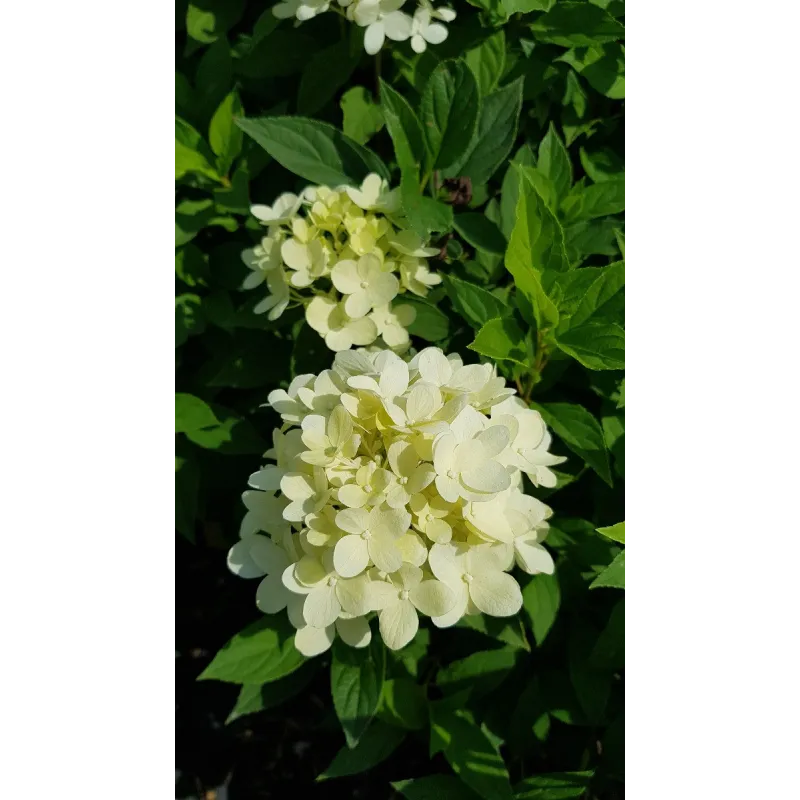 Hydrangea paniculata 'Selection' / Hortensia paniculé / Conteneur de 3 à 4 litres