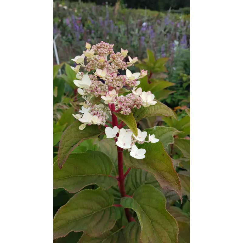 Hydrangea paniculata 'Wim's Red'® / Hortensia paniculé / Conteneur de 3 à 4 litres