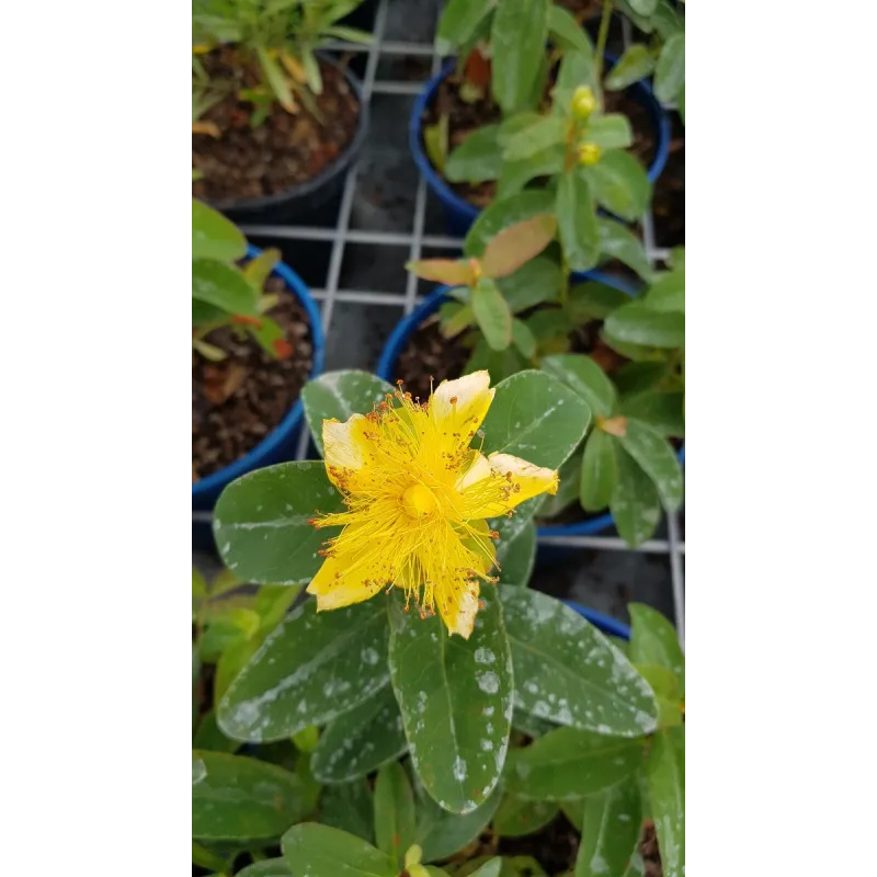 Hypericum calycinum / Millepertuis à grandes fleurs / Conteneur de 3 à 4 litres