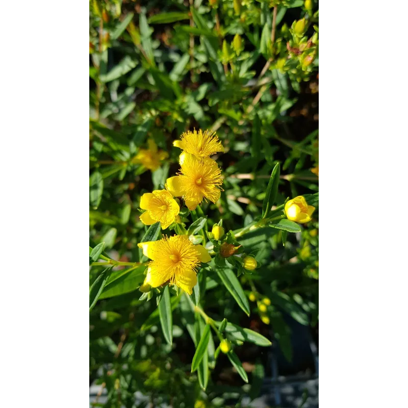 Hypericum kalmianum 'Gemo' / Millepertuis de Kalmian / Conteneur de 3 à 4 litres
