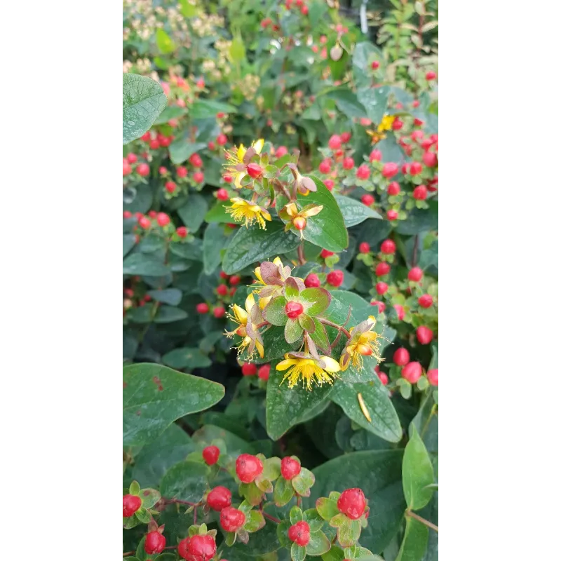 Hypericum inodorum MAGICAL® RED FAME 'Kolmaref' / Millepertuis arbustif/ Conteneur de 3 à 4 litres