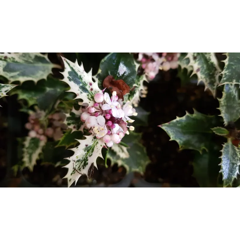 Ilex aquifolium 'Ingramii' / Houx commun panaché / Conteneur de 3 à 4 litres