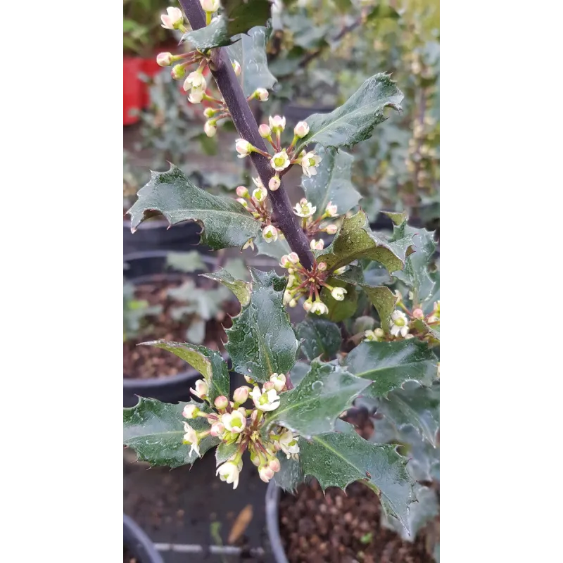 Ilex x meserveae 'Blue Angel’® / Houx arbustif / Conteneur de 3 à 4 litres