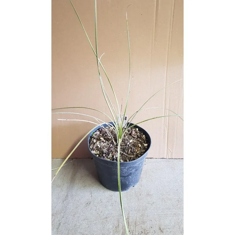 Dasylirion leiophyllum / Sotol vert / Conteneur de 2 à 2.9 litres