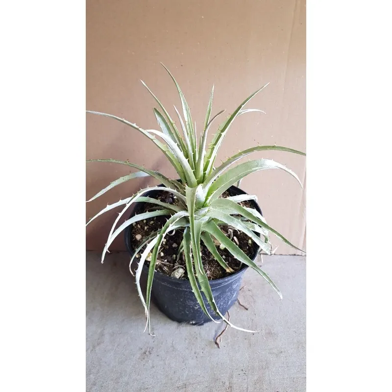 Puya venusta / Chaquaquillo / Conteneur de 2 à 2.9 litres / Orchidée