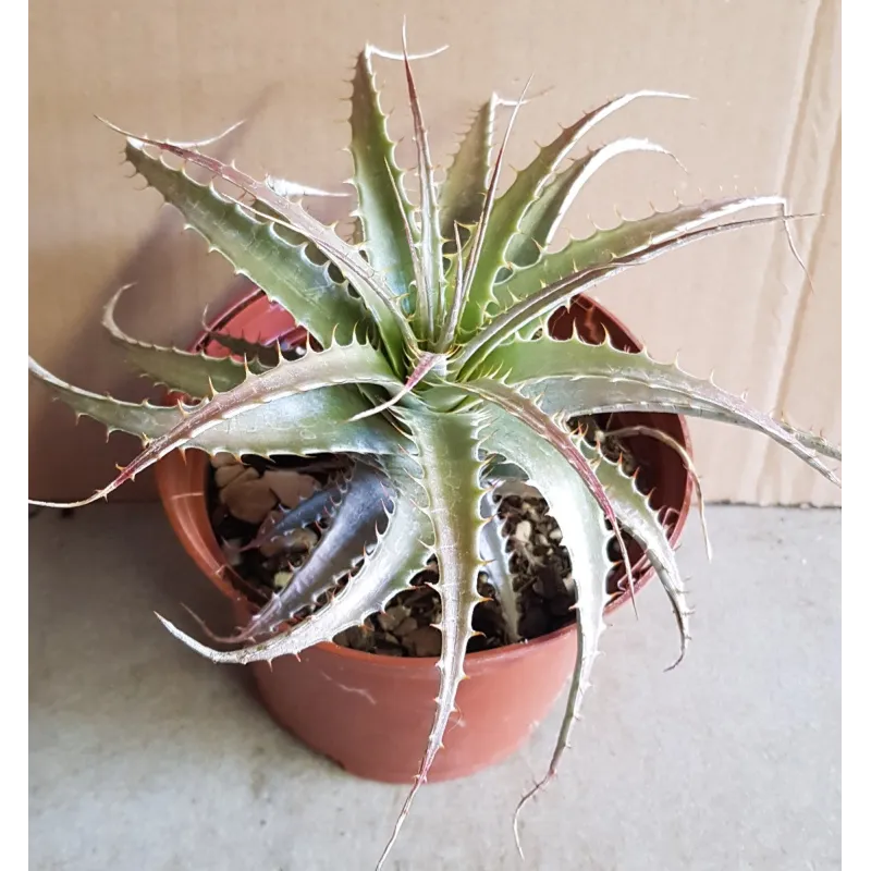 Deuterocohnia longipetala / Conteneur de 1 à 1.9 litres / Orchidée