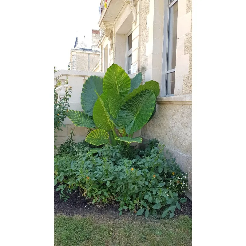 Alocasia macrorrhiza 'Borneo Giant' / Oreille d'Elephant Géante / Conteneur de 2 à 2.9 litres / Sans feuille en hiver