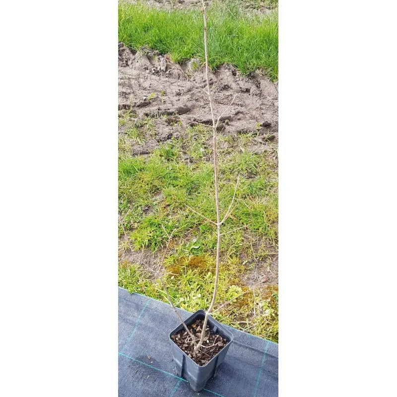 Quercus serrata / Chêne denté / Godet Anti-Chignon