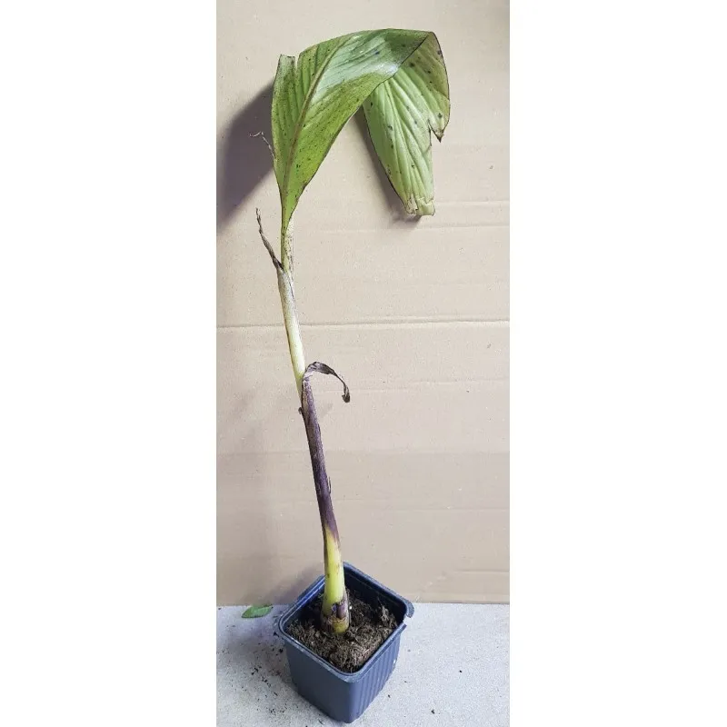 Musa glaucum / Ensete glaucum - Ensète des neiges / Godet / Sans feuilles en Hiver / Plante caduque