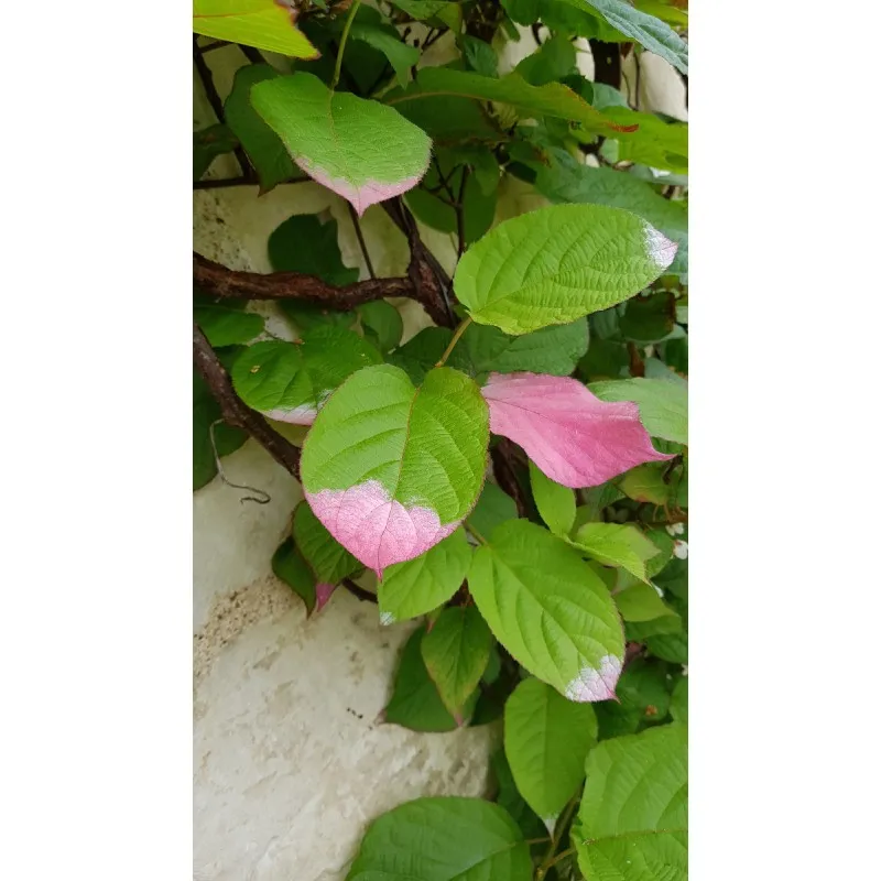 Actinidia kolomikta 'Sentyabraskaya' / Kiwi arctique (Femelle) / Godet / Fruitier