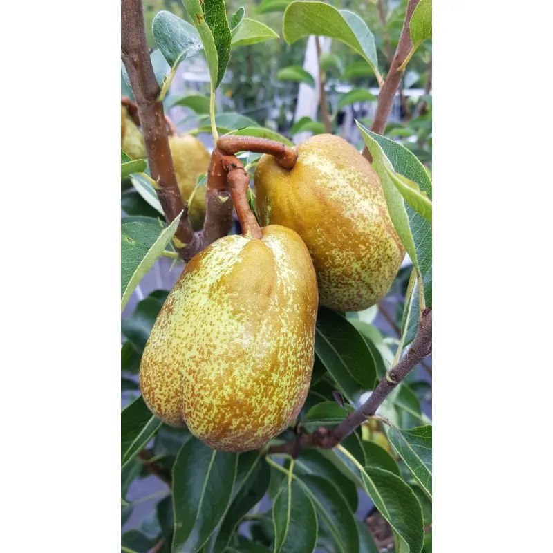Pyrus communis 'William's' / Poirier William's / Godet Anti-Chignon / Fruitier
