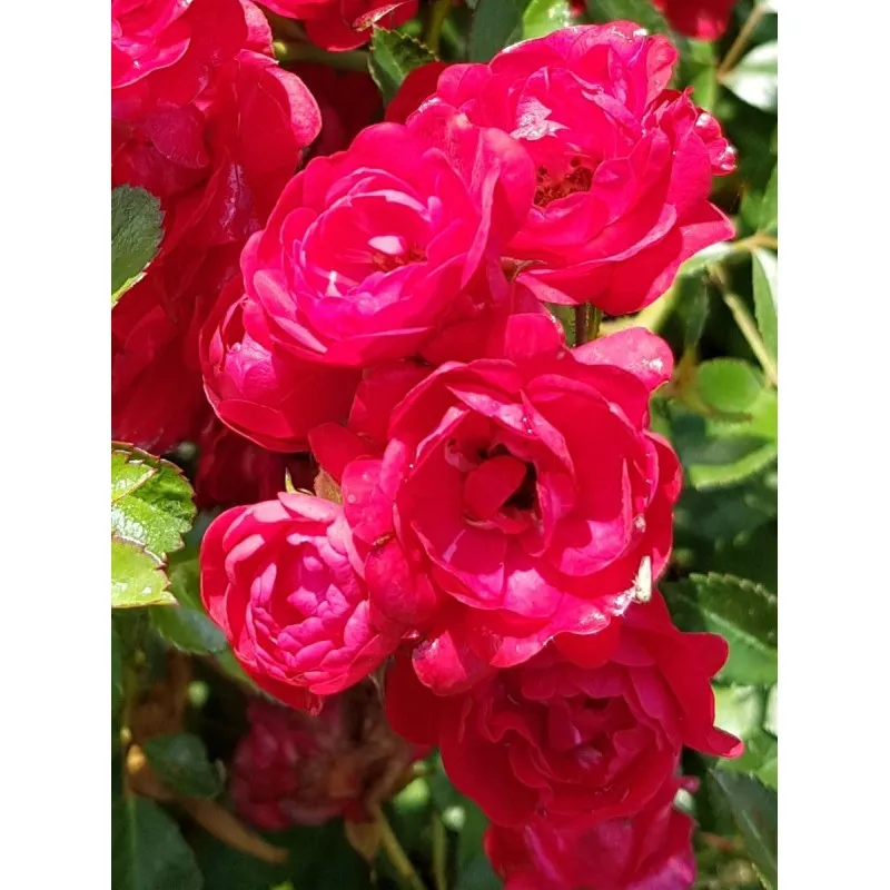 Rosa 'The Fairy Rood' / Rosier Couvre-sol 'Fairy Rood' / Godet
