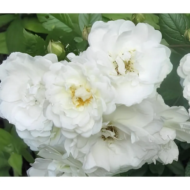 Rosa 'The Fairy White' / Rosier Couvre-sol 'The Fairy Blanc' / Godet