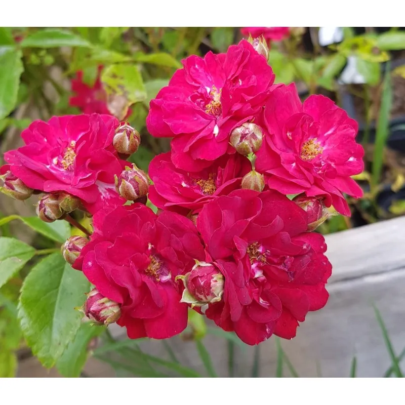 Rosa FAIRY DANCE 'Harward' / Rosier Couvre-sol FAIRY DANCE 'Harward' / Godet