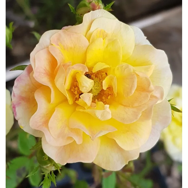 Rosa 'The Fairy Yellow' / Rosier Couvre-sol 'The Fairy Jaune' / Godet