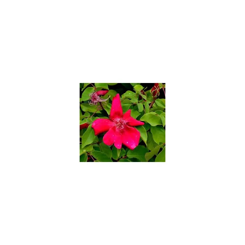 Rosa chinensis 'Sanguinea' / Rosier de Chine rouge / Godet
