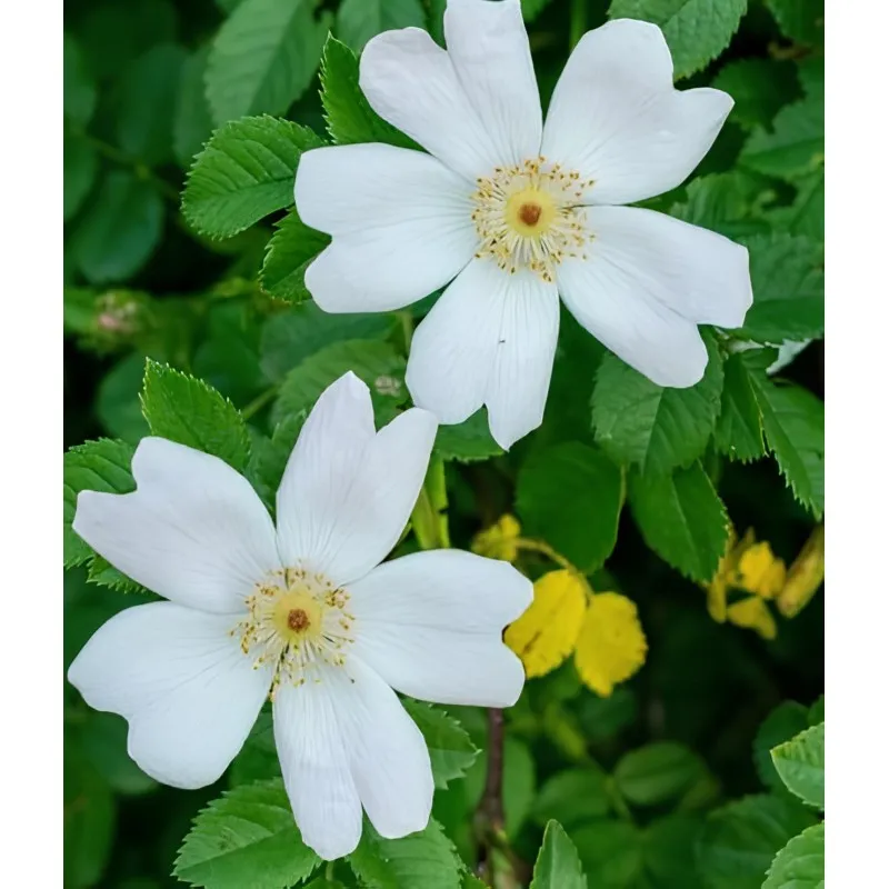 Rosa sempervirens / Rosier toujours vert / Godet Anti-Chignon