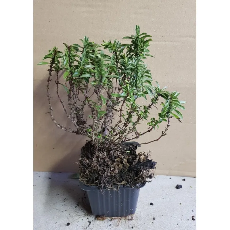 Satureja montana / Sarriette des montagnes / Godet / Aromatique