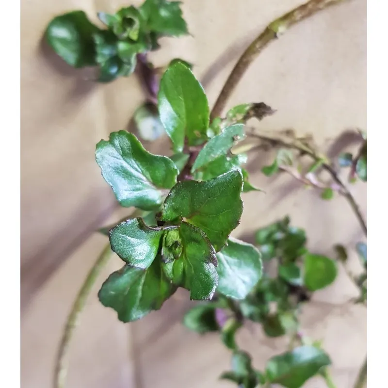 Mentha x piperita 'Basil' / Menthe Basilic / Godet / Aromatique