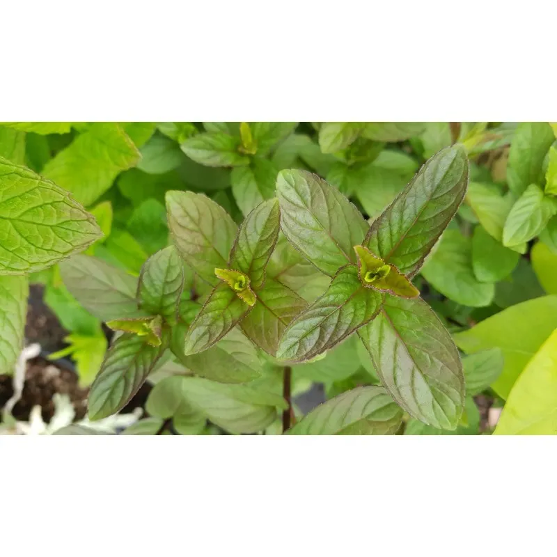 Mentha x piperita 'Chocolate' / Menthe Chocolat / Godet / Aromatique
